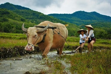 Why Buying Property in Laos is a Bad Idea