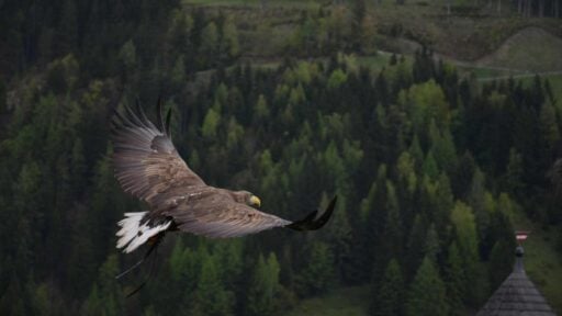 a hawk flying with freedom