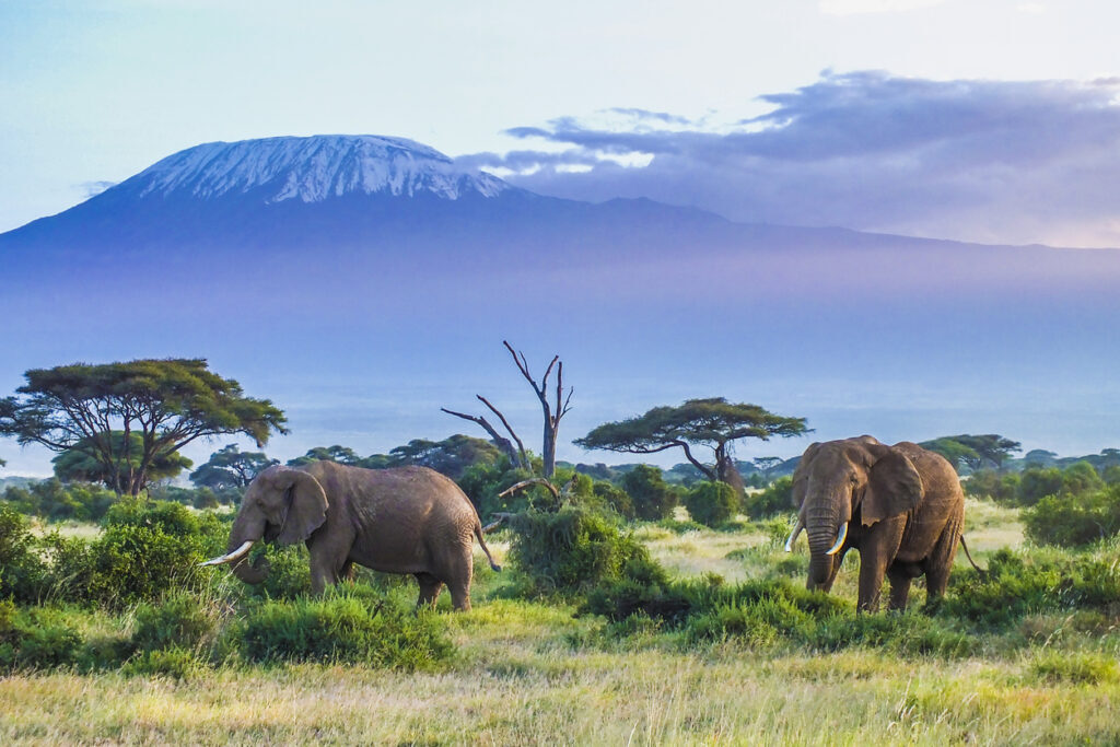 Expat financial advisor in Tanzania