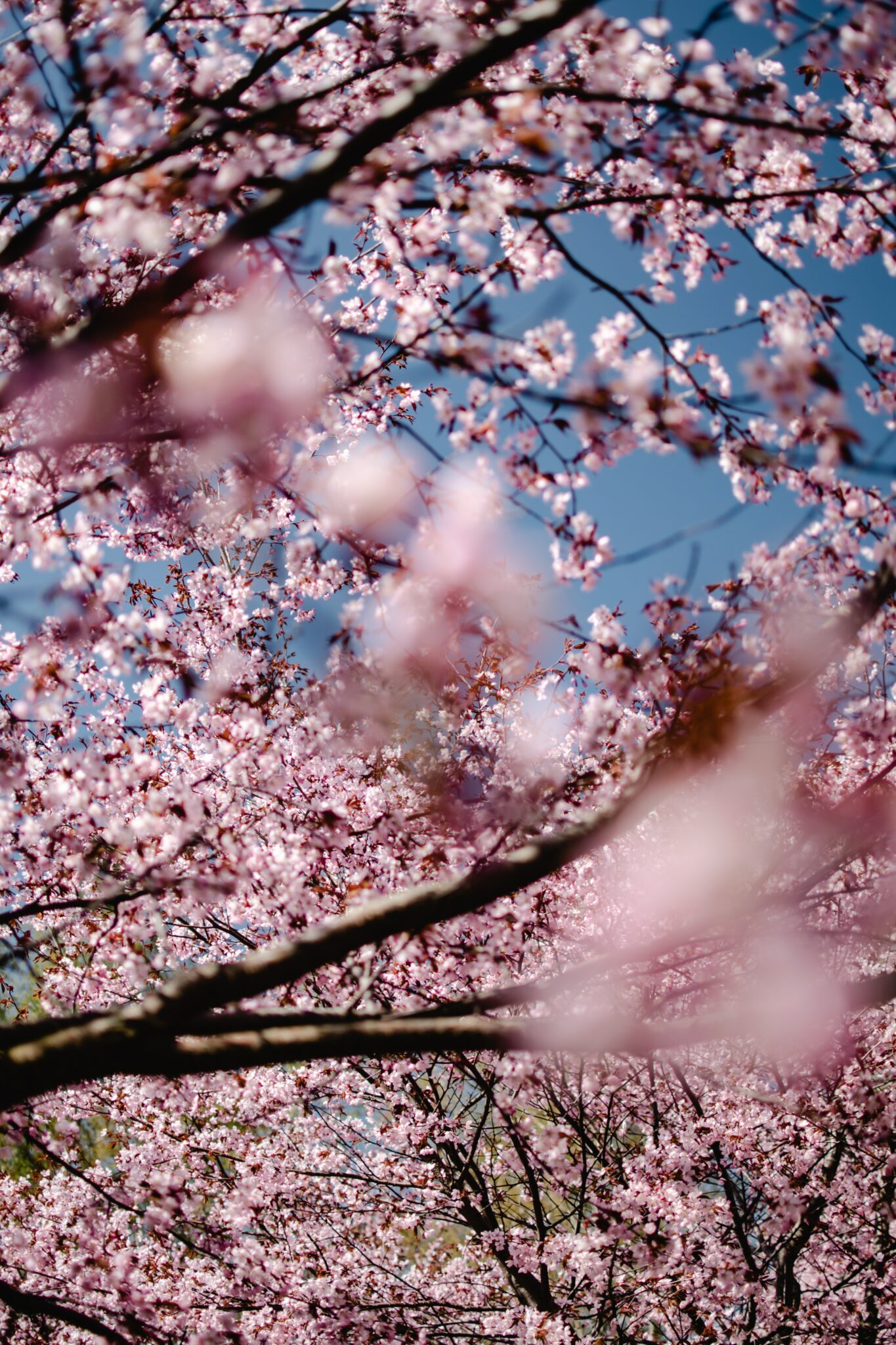 Truly Japan is one of the best in terms of Investor Visa And Start A Business In Japan