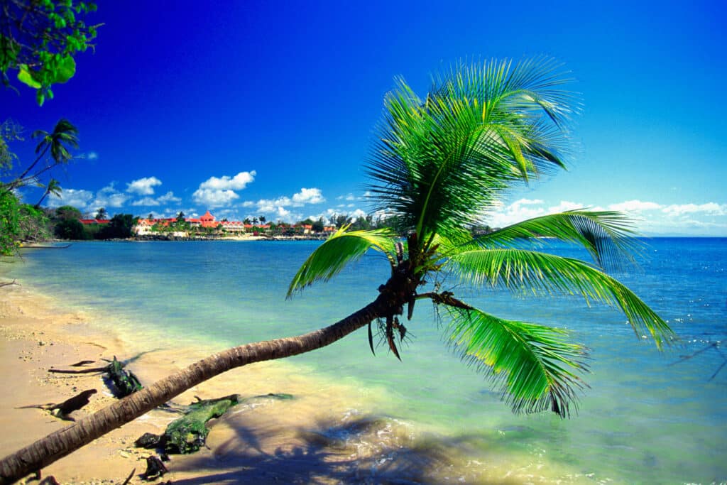 trinidad tobago palme strand t medwt1002