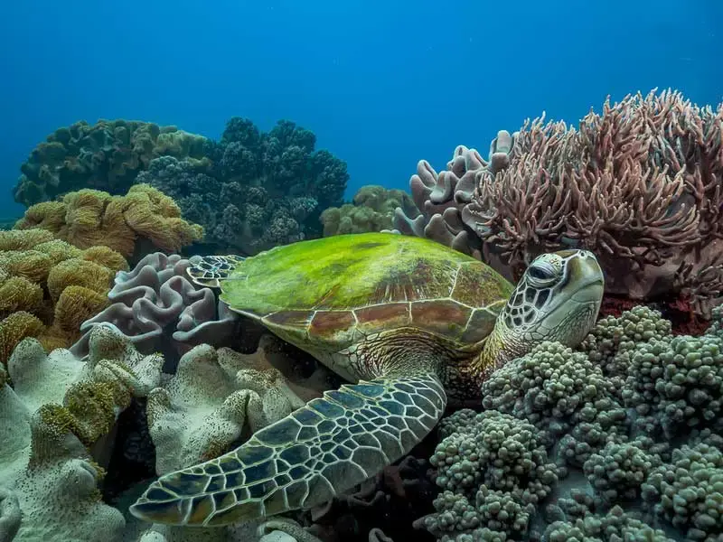 apo island