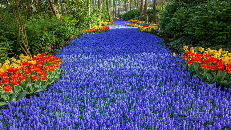 how to retire in the netherlands garden of europe