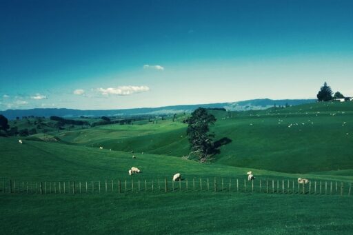 Buying Property in New Zealand for Foreigners. pic by gabriel peter