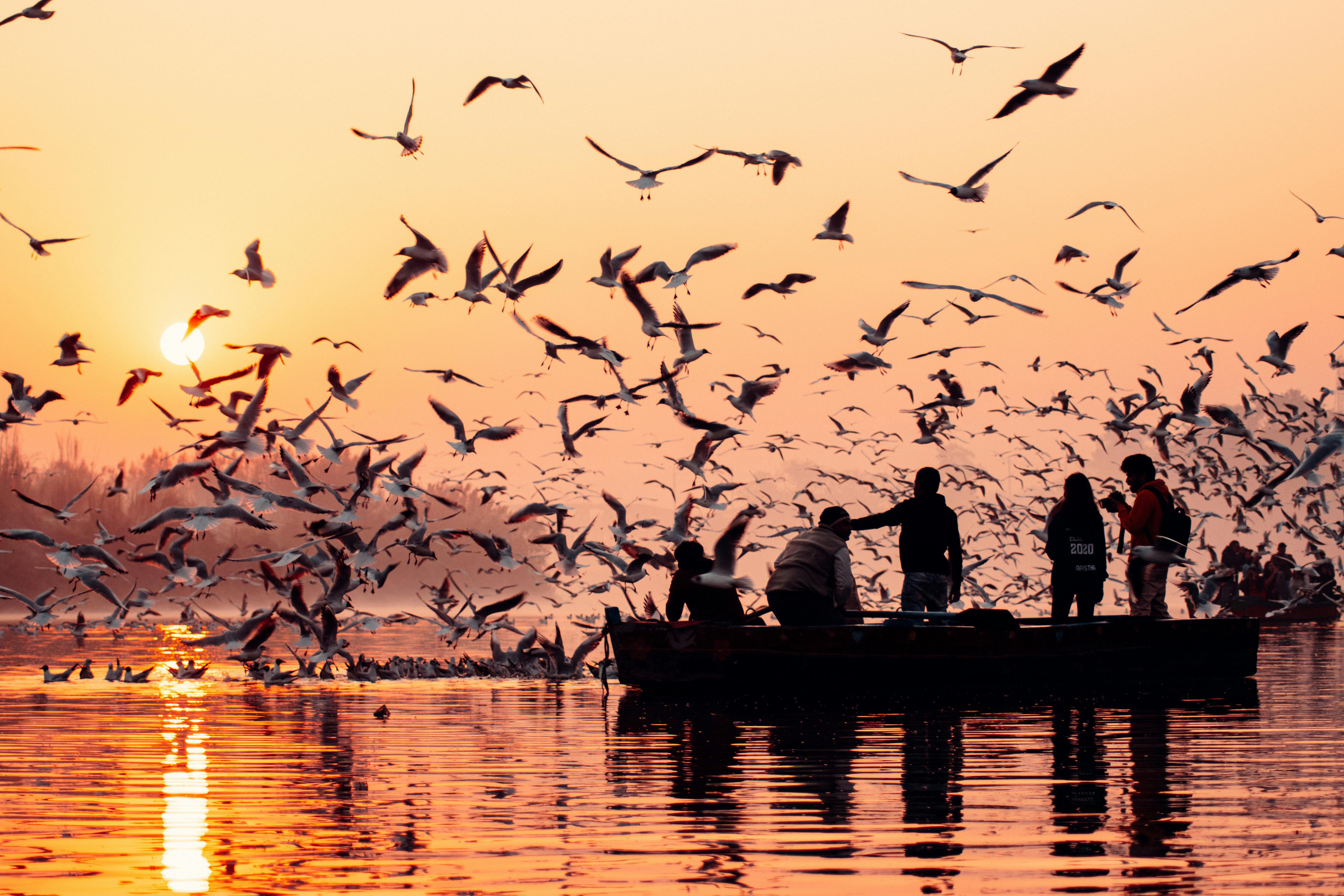 Flock of birds flying and people on the boat