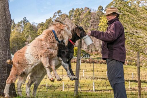 An Australian tax resident feeding the goats