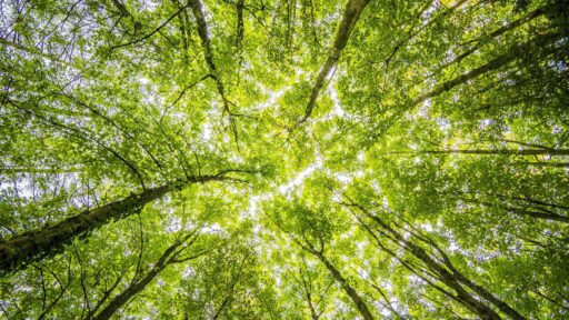 green forest